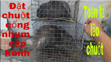 P3_Chia sẻ cách bẫy chuột cống hiệu quả /share how to trap rats effectively #sanbatmientaytv