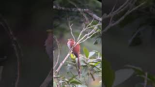 Squirrel Cuckoo (Piaya cayana). May 2023 #birdsofperu #birds #birdslover