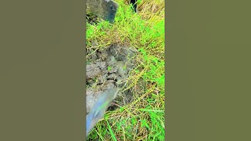 bắt chuột miền tây mùa cắt lúa