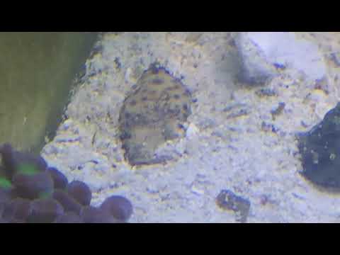 Northern StarGazer Fish