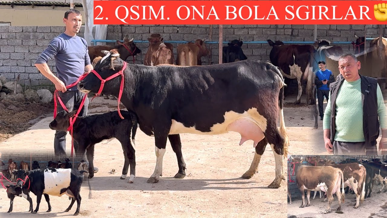 2. CHI. QSIM😳ALISHER AKA FERMASIDA🤝SIZ KUTGAN ONA BOLA DAXSHAT SGIR LAR😳🏃
