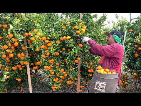 Pisca de Mandarina Por Contrato En Estados Unidos /amazing harvest tangerine🍊
