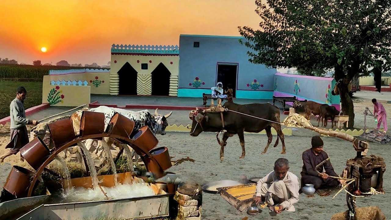Punjab Village Life | Bull-Powered Farming, Jaggery Making & Daily Routine