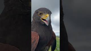 Harris Hawk #falconry