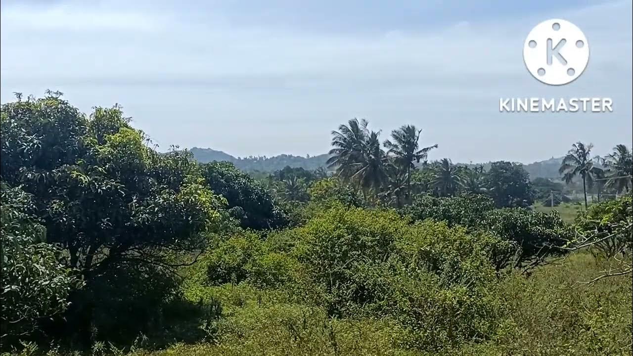 Land for sale in Dabaspet!! contact 9739698948 YouTube