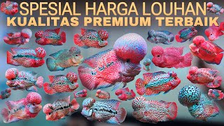 Download Lagu SPECIALE beoordeling van de beste kwaliteit Louhan-prijzen in Indonesië TOP GRADE Flowerhorn MP3 Download Lagu SPECIALE beoordeling van de beste kwaliteit Louhan-prijzen in Indonesië TOP GRADE Flowerhorn MP3