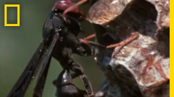 Paper Wasp vs. Army Ant Horde | National Geographic