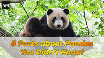 Top 5 Facts about Pandas | You Didn