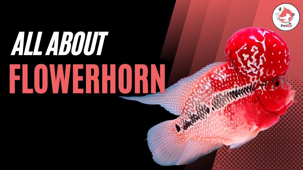 How to Care for Flowerhorn Fish? YouTube