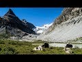 Yak-Trekking im Wallis | Wandern | Vlog No. 39