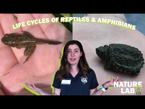 Life Cycles of Reptiles and Amphibians