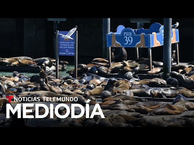 Video del día: Unos mil leones marinos toman un muelle de San Francisco y fascinan a muchos