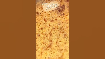 Maximum zoom _ biscuit#shorts #asmr #amazing #shortvideo