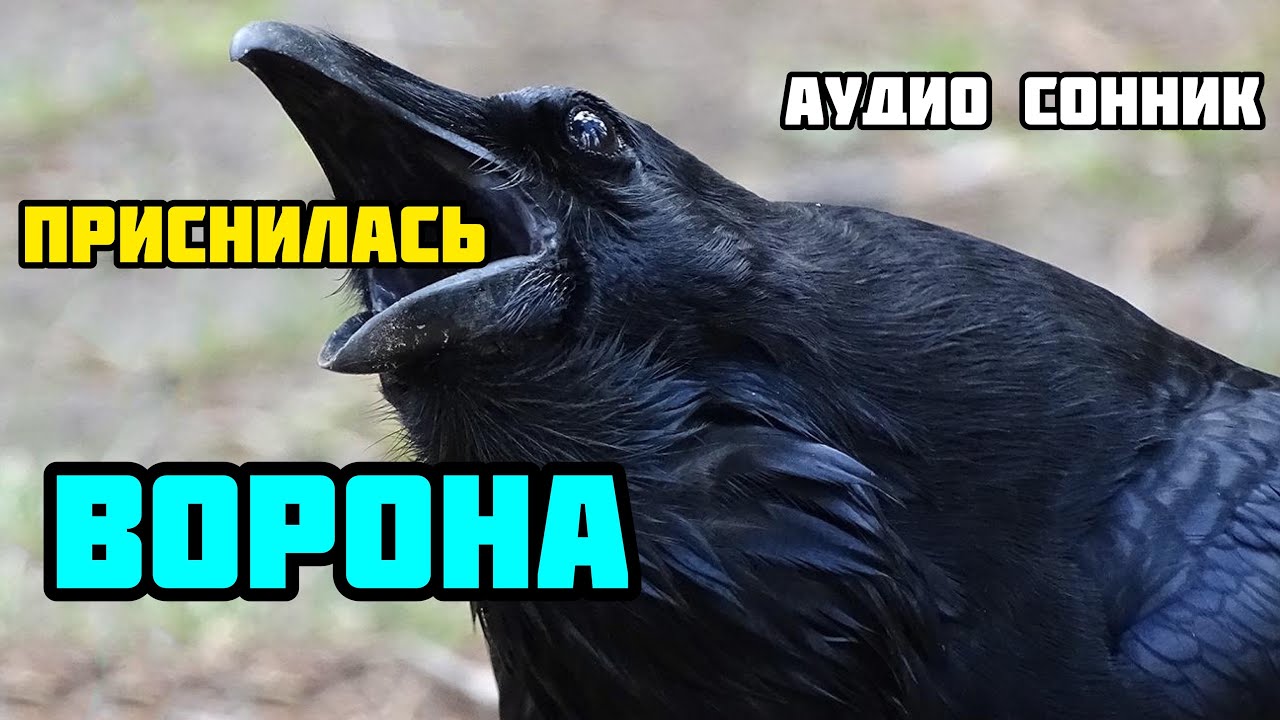 Воронье приметы