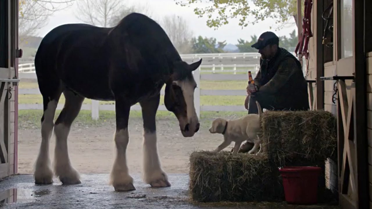 Companies With the Best Super Bowl Ads to See Their Stocks Climb Companies With the Best Super Bowl Ads to See Their Stocks Climb