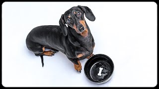 Don't trust cute dachshund eyes! Funny dog video!