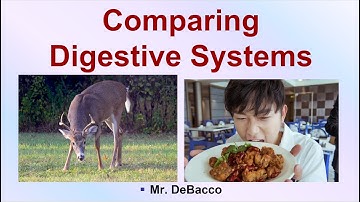 Comparing Digestive Systems