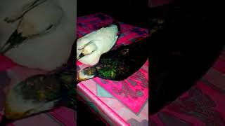 Jontrot ‼️ Pergam Putih dan Merpati Hutan #shorts @agusthehunter82