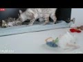 Tiny Kittens Shellys morningish visit w Felicity &amp; kittens &amp; weigh ins