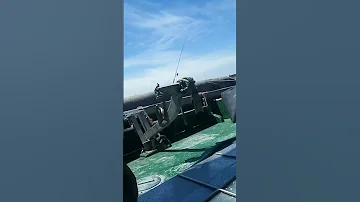 طائر الحزين ولكن ما نخليهش حزين ارحم من في الارض يرحمك من في السماء 