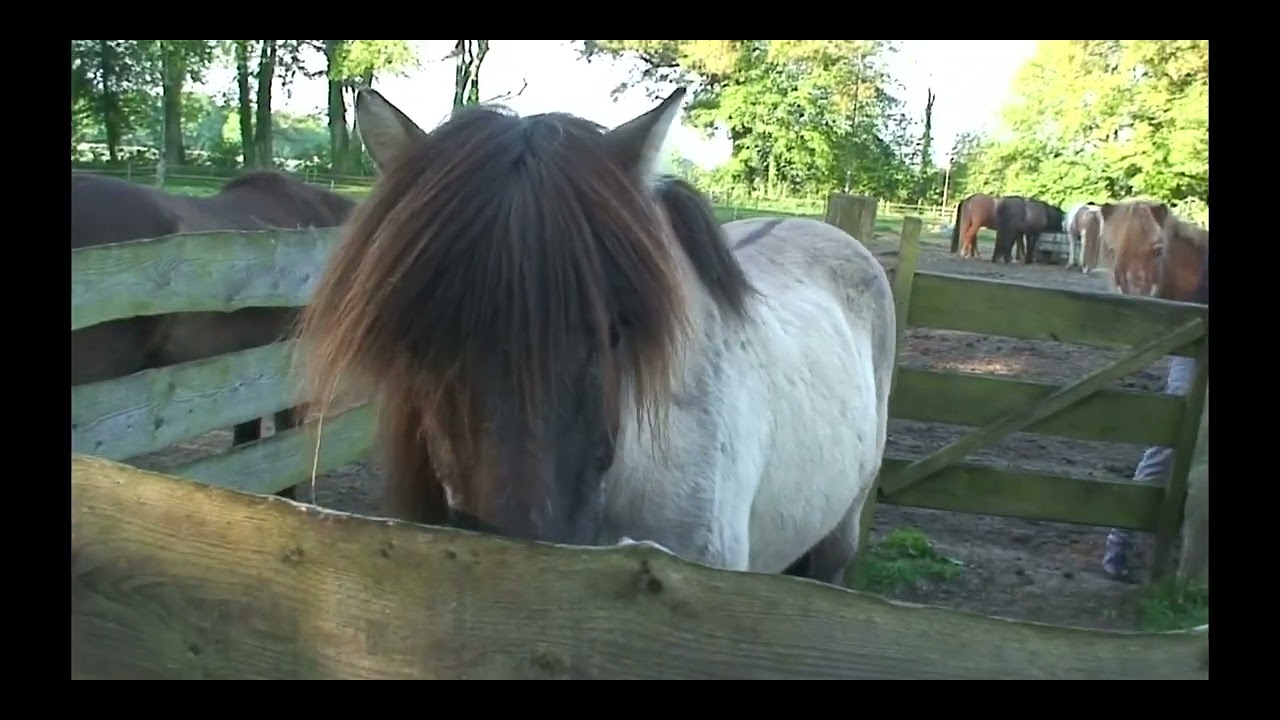 Pferde extra füttern