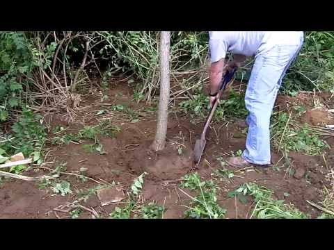 Video: Instruktioner för borttagning av trädstubb: Hur man tar bort en trädstubb