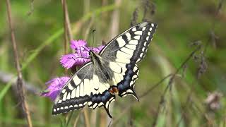 Махаон. Swallowtail Butterfly