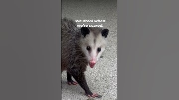 Opossums are Awesome