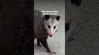 Opossums Are Awesome