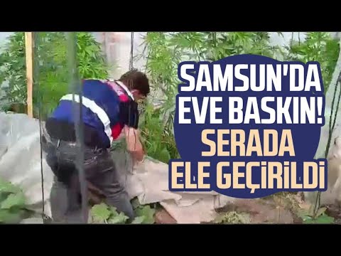 Samsun'da eve baskın! Serada ele geçirildi