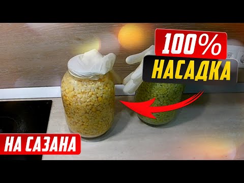 Пьяная Или Ферментированная Кукуруза. Лучшая Насадка На Сазана И Карпа.