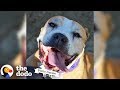 Senior Rescue Pittie Smiles So Much That She Sneezes | The Dodo Pittie Nation