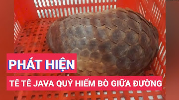 Phát hiện tê tê Java quý hiếm bò giữa đường tại khu dân cư ở Nhà Bè