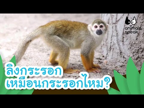 วีดีโอ: ลิงกระรอกมีสีอะไร?