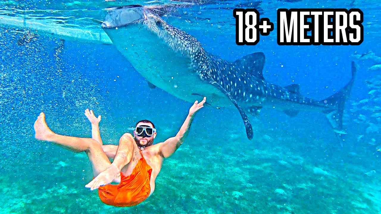 Swimming With The WORLDS BIGGEST Sharks!