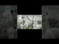 Why Australia Hated Rabbits #australia #rabbits #historyshorts #shorts #viralshorts