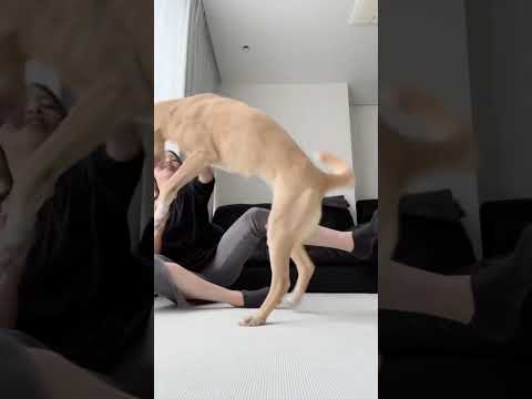 Girl Vs Dog, Smart Girl Playing With Smart Puppy #dog #girl #puppy #shorts #9