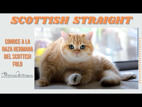 Video: Razas De Gatos: Scottish Straight