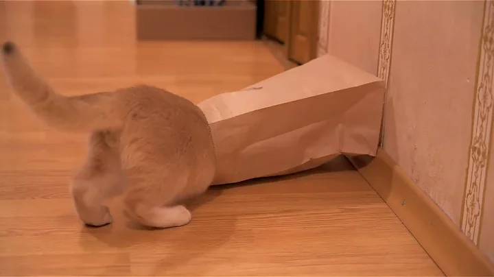 Video 11890691: british golden chinchilla cat, kitten playing