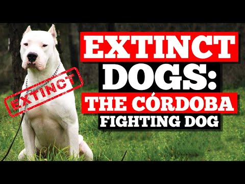 Extinct Dogs: The Córdoba Fighting Dog