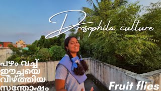 🍌 വാഴപ്പഴത്തില്‍  കൂടോത്രമോ?😱 | അവറ്റകളുടെ കാര്യം കഷ്ടം തന്നെ, പാവം | Fruit flies culture 