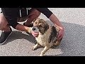 Found a Homeless Dog Kept&quot;Crying&quot;Then After Weeks of Trying Rescue…,Sweetest Reunion!