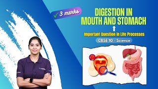 10 Science CBSE NCERT: Board Exam Tips 2024 | Life processes | important Questions #digestion