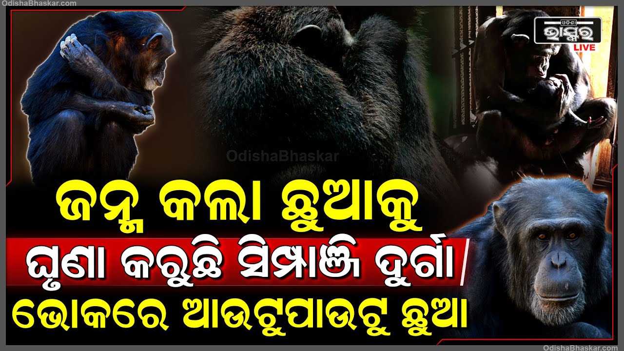 ଜନ୍ମ କଲା ଛୁଆକୁ ଘୃଣା କରୁଛି ସିମ୍ପାଞ୍ଜି ଦୁର୍ଗା, ଭୋକରେ ଆଉଟ ପାଉଟ ହେଉଛି କୁନି ଛୁଆ Chimpanzee