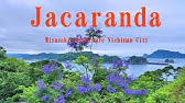 ジャカランダ 花言葉 Youtube