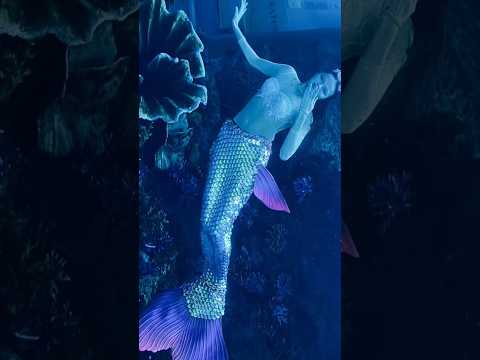 Dubai aquarium & underwater zoo.