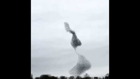 Flocking is the behavior exhibited when a group of birds, called a flock, are foraging or in flight.