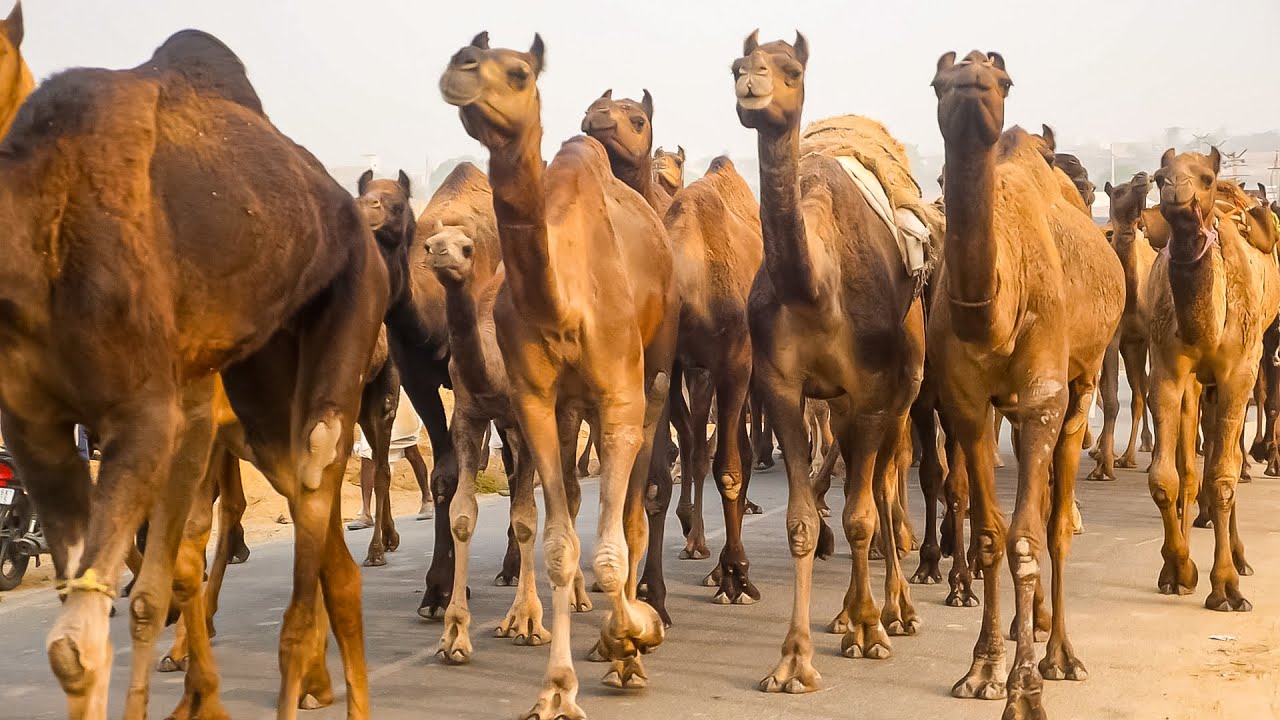 Camel herd walking Video || ऊँट का झुण्ड || unt ka jhund rajasthan india video || ऊंट का वीडियो