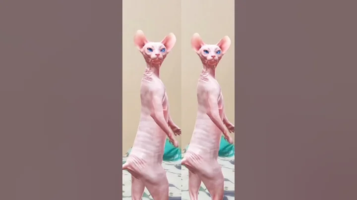 Video 11762781: dancing sphynx cat, adorable sphynx cat, hairless cat dancing, funny hairless cat