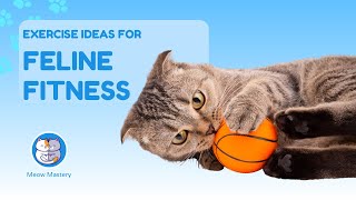 Indoor Adventures: Feline Fitness Fun for Every Cat!